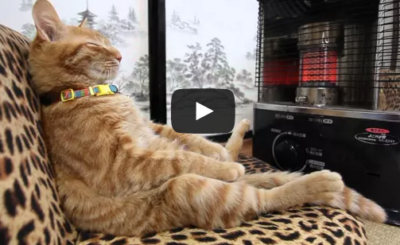 ストーブの前の猫　Cat to warm by a heater